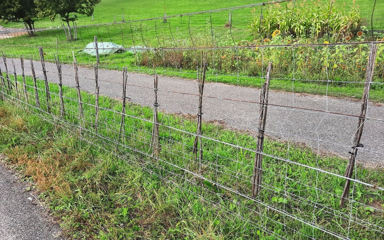 Eine Landwirtin hat entlang des Maschendrahtzauns 250 Markstängel aufgehängt, die innerhalb von drei Jahren alle von Wildbienen besiedelt wurden. 