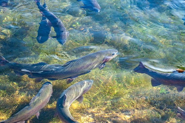 Aufbau einer Koordinationsstelle für die Schweizer Aquakultur in Planung Die Koordinationsstelle soll nicht nur das Wohlergehen der Tiere und den Umweltschutz, sondern auch die Qualitätsstandards der Produkte berücksichtigen. (Bild Pixabay)