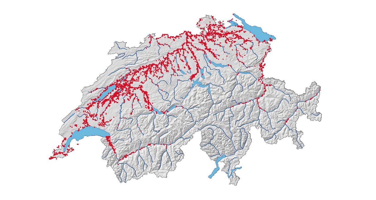 Rund 3500 Biber leben mittlerweile in der Schweiz. Viele Reviere an mittelgrossen Bächen, Flüssen und Seen sind mittlerweile von Biberfamilien besetzt, Jungtiere weichen an kleinere Gewässer aus.Karte: Biberfachstelle/info fauna; Kartenhintergrund: swisstopo