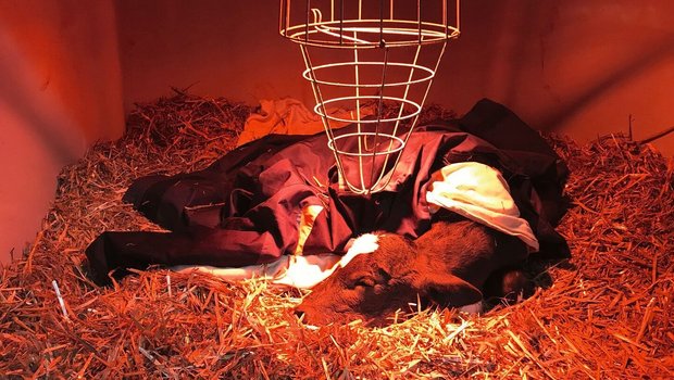Kälber-Frühchen Ein Kalb liegt im Stroh, unter einer roten Wärmelampe.