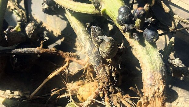 Ungeklärter Befall von Kartoffelstauden Bei befallenen Stauden waren die Blätter rotviolett und die Staudenbasis war abgestorben. Zudem entstanden kleine, dunkle Luftknollen.