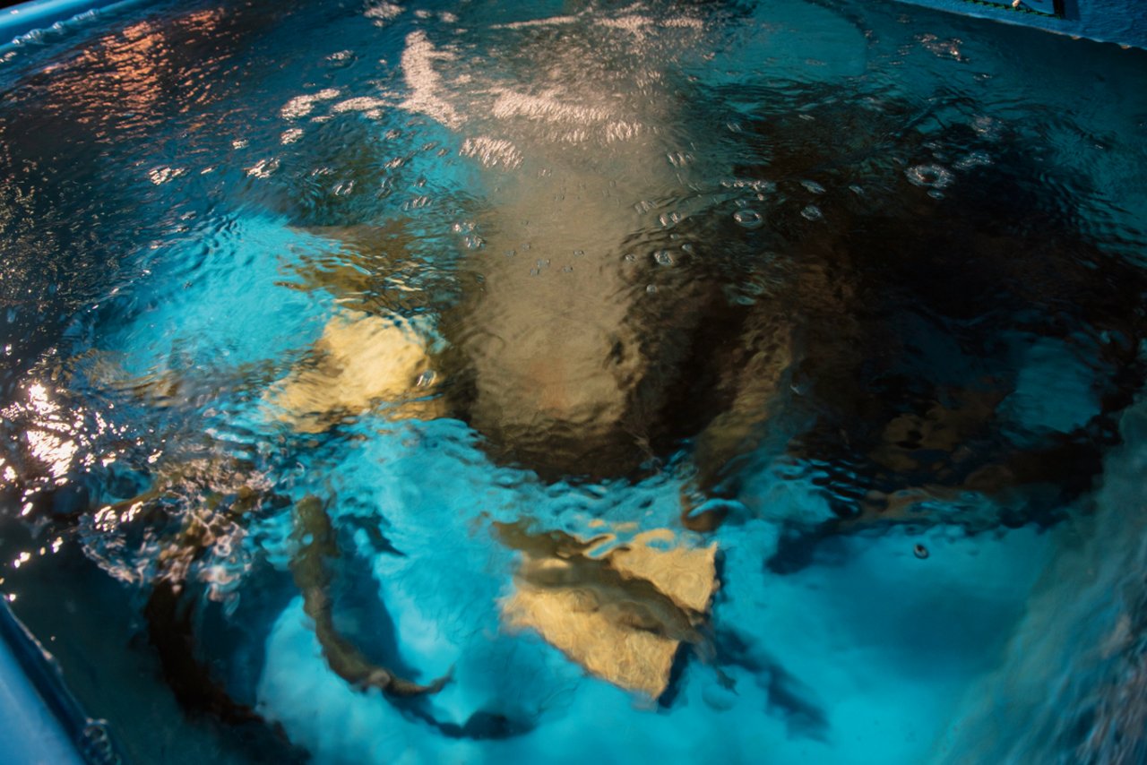 Die Exkremente dieser Fische düngen das Gemüse. Das Wasser aus den Gemüsebeeten kommt wieder zurück in die Fischbecken. Bild: Gian Vaitl