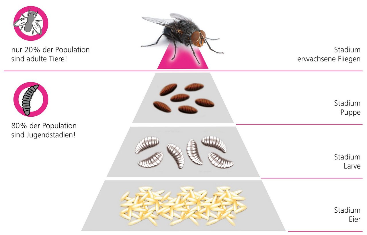 Jungstadien der Stallfliegen müssen stets zeitgleich mit den ausgewachsenen Stadien bekämpft werden. Grafik: Suisag