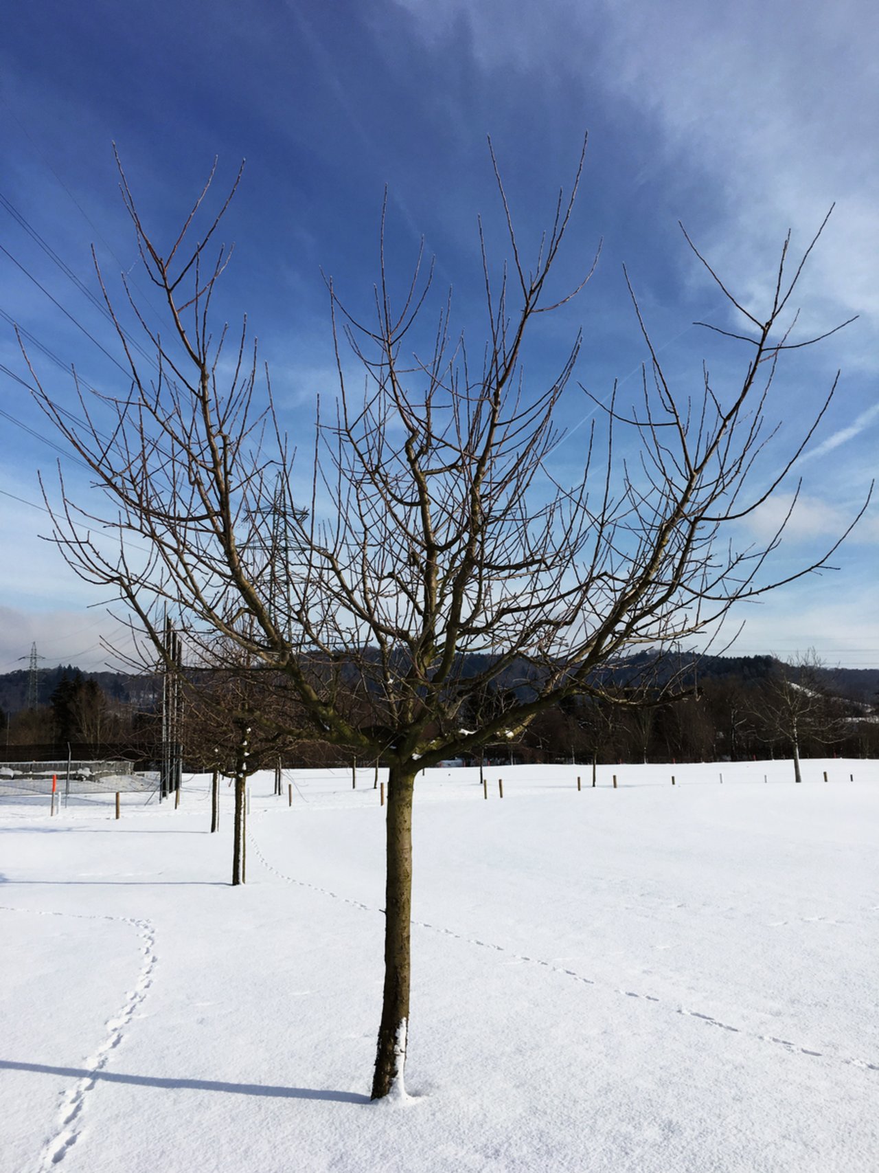 Ein Hochstamm-Apfelbaum bei beginnendem Vollertrag nach dem Winterschnitt in Oberentfelden AG.