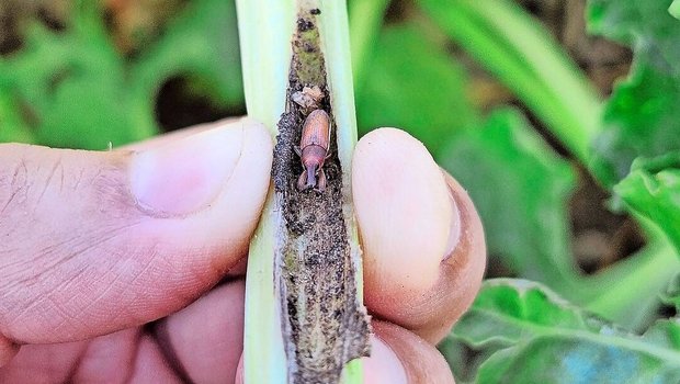 2026 kann auch der Rübenrüssler mit Acetamiprid bekämpft werden – aber nur auf Anweisung der kantonalen Pflanzenschutzstelle.