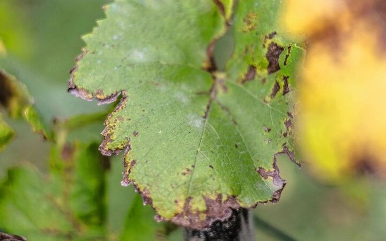 Auf einem Blatt einer Rebpflanze sind weisse Flecken zu erkennen.