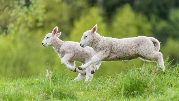 Zwei Lämmer mit nicht kupiertem Schwanz auf der Weide.