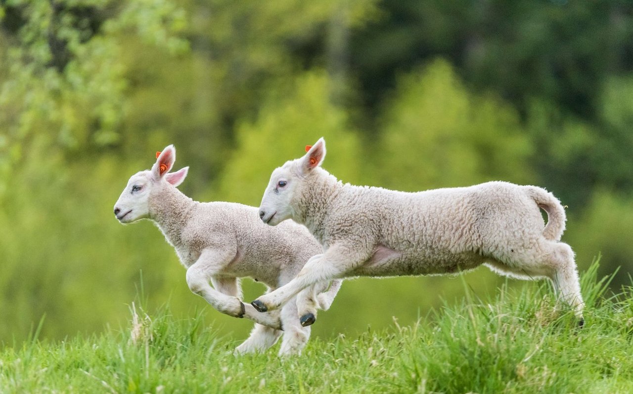 Zwei Lämmer mit nicht kupiertem Schwanz auf der Weide.