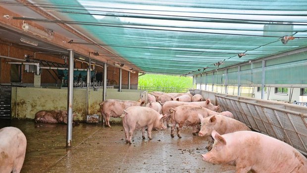 71 % aller Behandlun 71 % aller Behandlungen bei den Galtsauen sind auf Klauen oder untere Gliedmassen sowie Gelenkprobleme zurückzuführen.