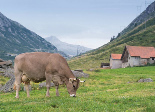 Die Original Braunvieh-Kuh gehört zum Betrieb von Pietro Senta und Pascal Scheuber, Disentis/Mustér GR. Bild: Braunvieh Schweiz