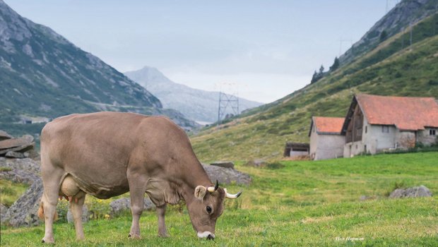 Die Original Braunvieh-Kuh gehört zum Betrieb von Pietro Senta und Pascal Scheuber, Disentis/Mustér GR. Bild: Braunvieh Schweiz