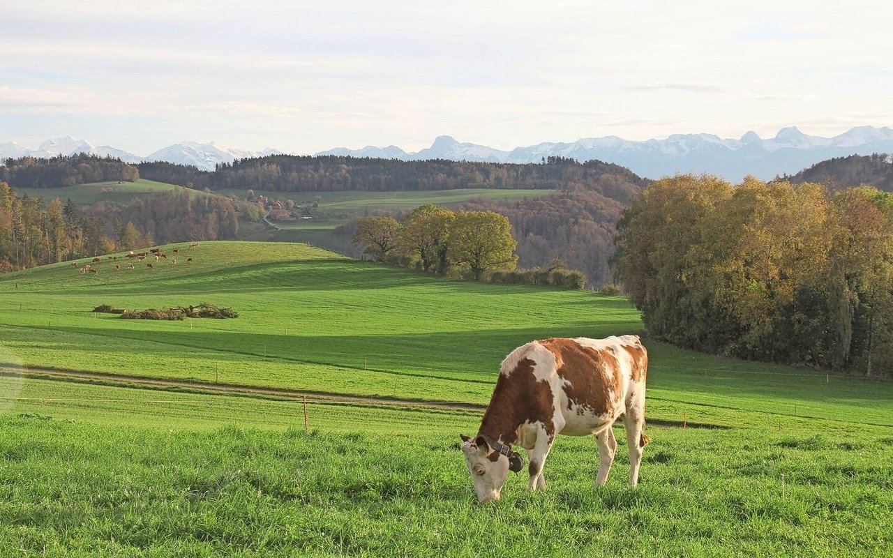 Eine Milchkuh steht alleine auf der Weide, hält den Kopf zu Boden und frisst.