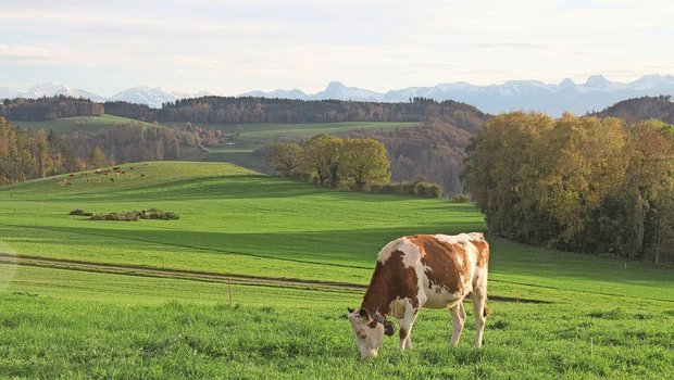 Eine Milchkuh steht alleine auf der Weide, hält den Kopf zu Boden und frisst.