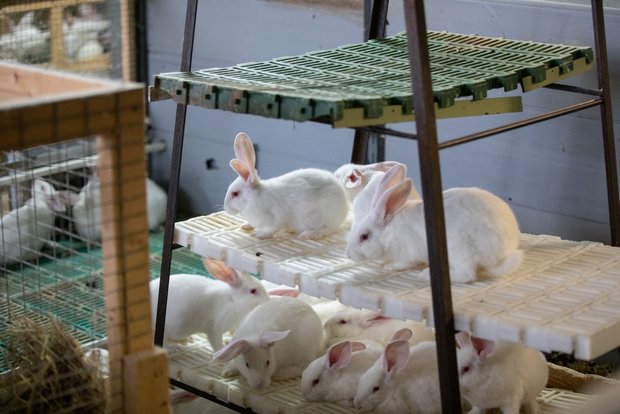 In jeder Bucht hat es einen eingestreuten Liegebereich mit drei erhöhten Plattformen. Diese Plattformen werden von den Kaninchen rege genutzt. Bild: Pia Neuenschwander 