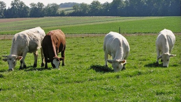 Mastrinder fressen Gras auf der Weide.