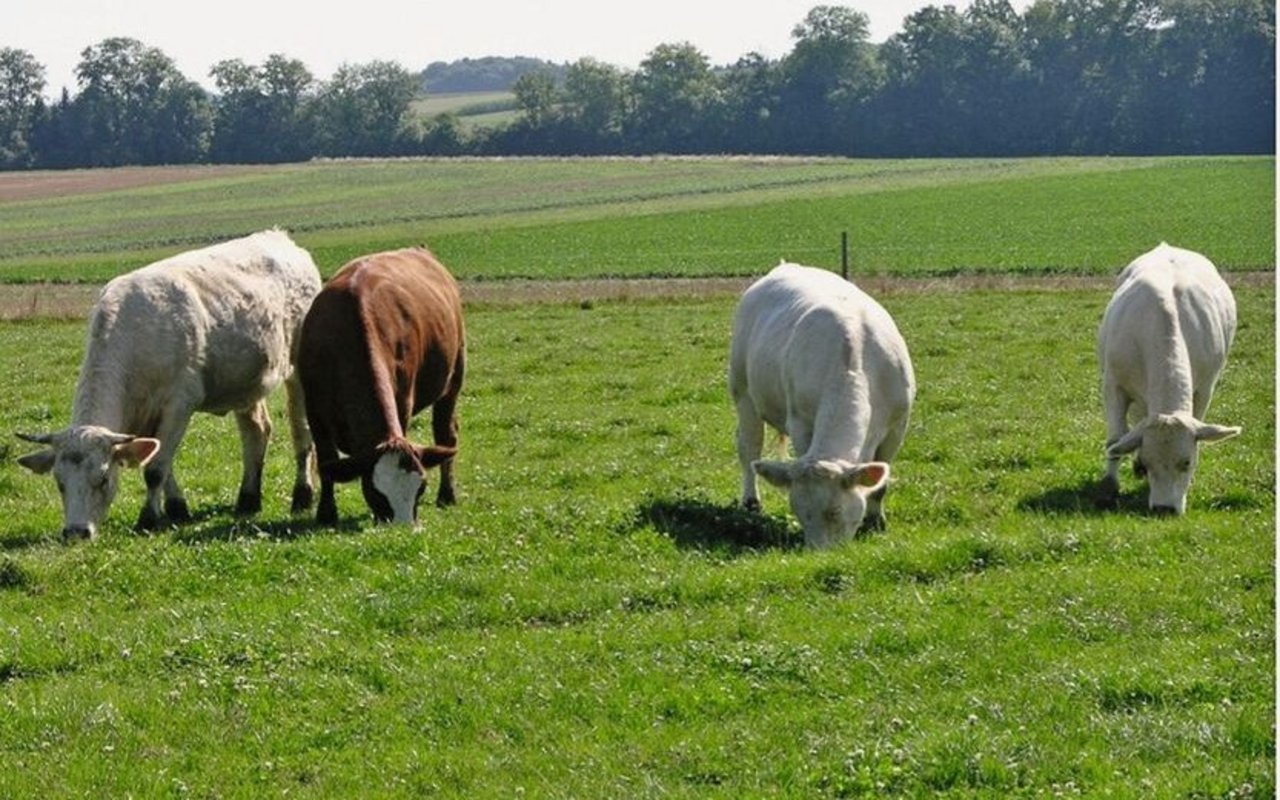 Mastrinder fressen Gras auf der Weide.