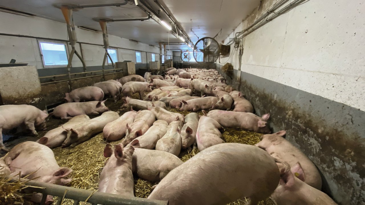 Im zweiten Stall leben unter anderem eine Grossgruppe von 250 Mastschweinen mit Wäge- und Separierungseinheit. Bild: SGD