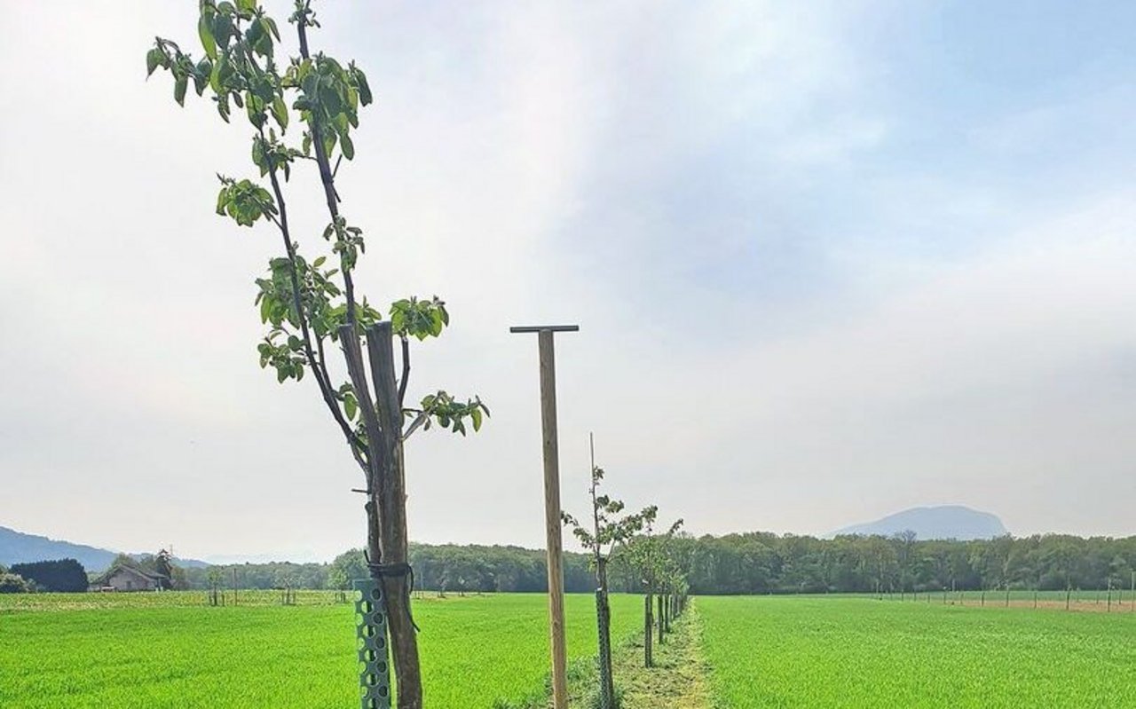 Agroforstsystem mit Obstbäumen.