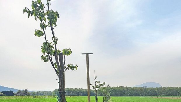 Agroforstsystem mit Obstbäumen.