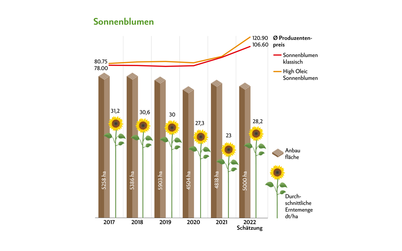 Die Anbaubereitschaft für Sonnenblumen ist hoch. Aufgrund der gestiegenen Ölpreise auf dem Weltmarkt wurden auch die Schweizer Produzentenpreise erhöht.