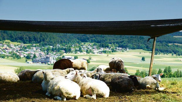 Auch auf der Weide sollte es für alle Tiere genügend Schattenplätze geben. Dabei sollte mitberücksichtigt werden, dass sich der Schatten im Laufe des Tages verschiebt. (Bild BauZ)