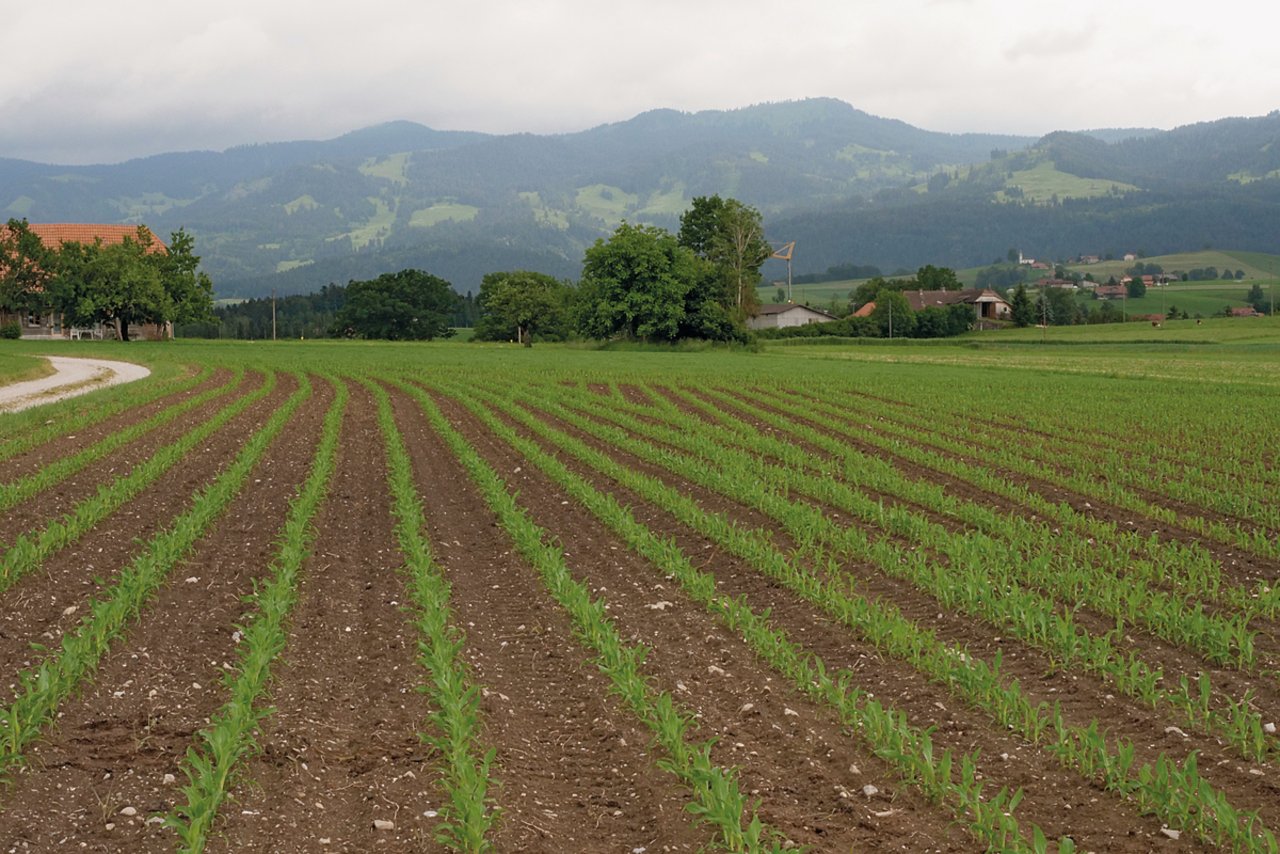 Bei der konventionellen Saat hat sichder Mais rasch entwickelt. Bild: Martina Rüegger