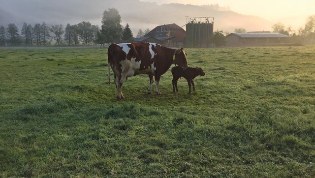 Die erste Zeit nach der Geburt prägt das Kalb: Kommt es früh in Kontakt mit Menschen, ist es später weniger nervös im Umgang. Bild: Nicole Geiser