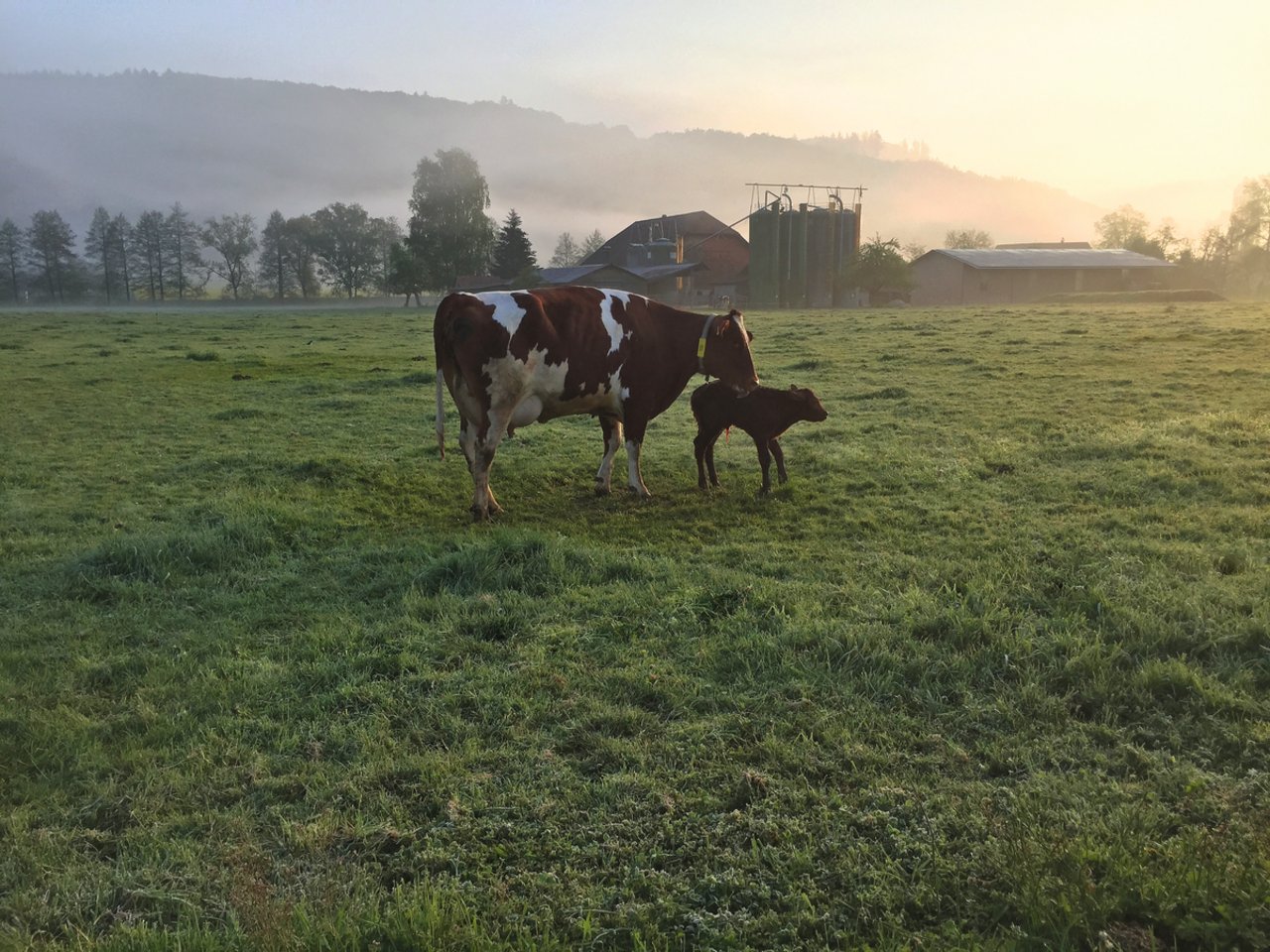 Die erste Zeit nach der Geburt prägt das Kalb: Kommt es früh in Kontakt mit Menschen, ist es später weniger nervös im Umgang. Bild: Nicole Geiser