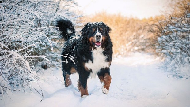 Ein Berner Sennenhund steht im Schnee.