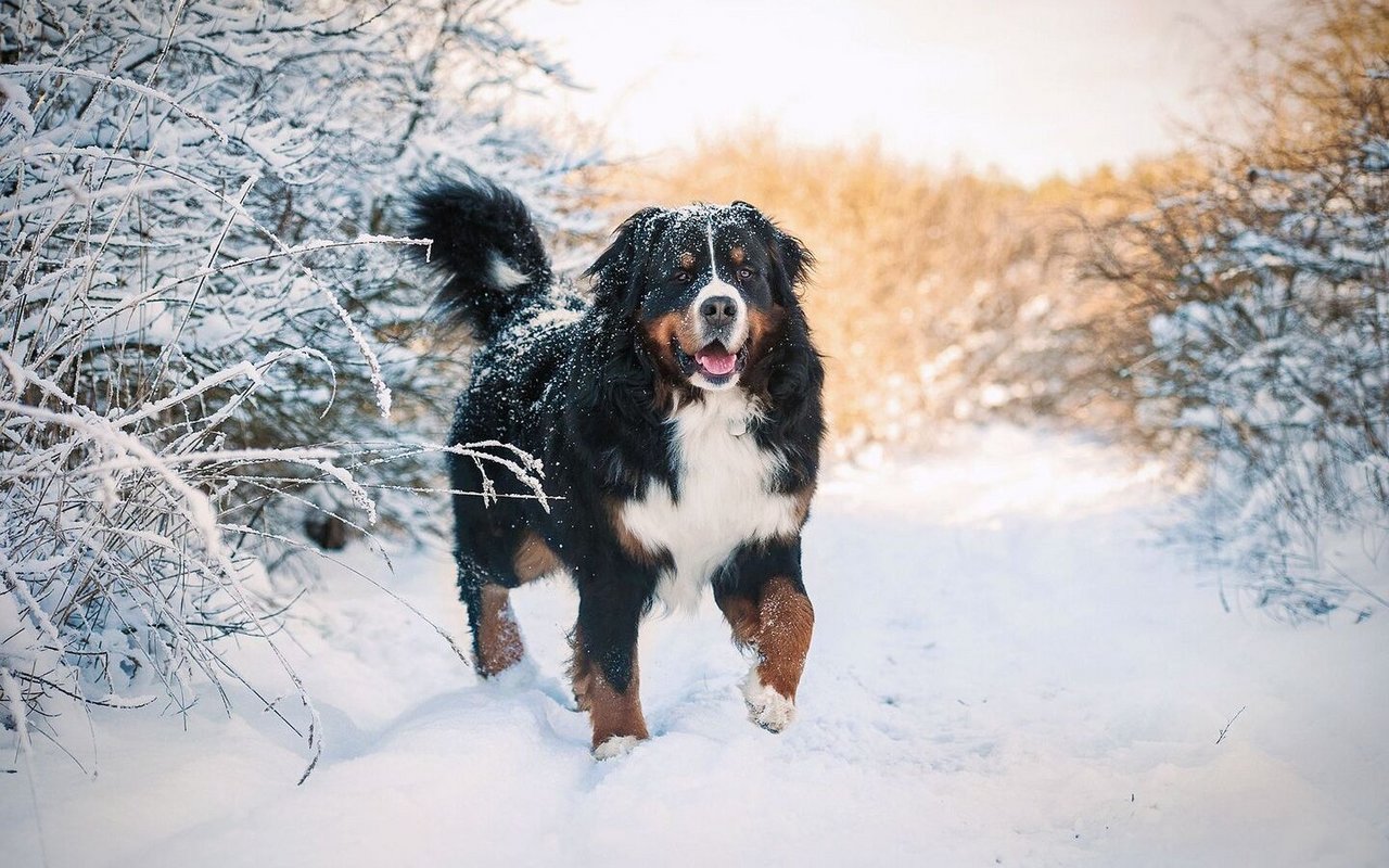 Ein Berner Sennenhund steht im Schnee.