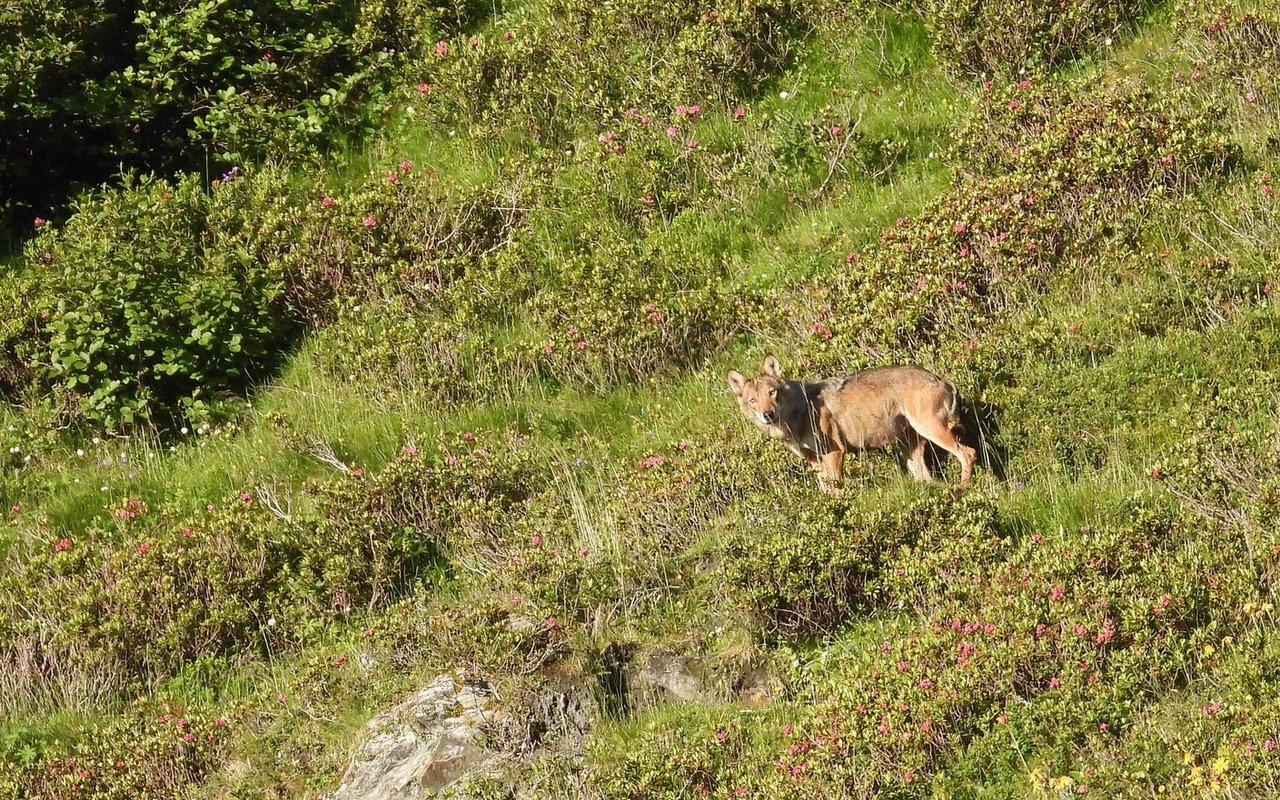 Ein Wolf steht am hellichten Tag an einem Hang, zwischen Alpenrosen und anderen Sträuchern.