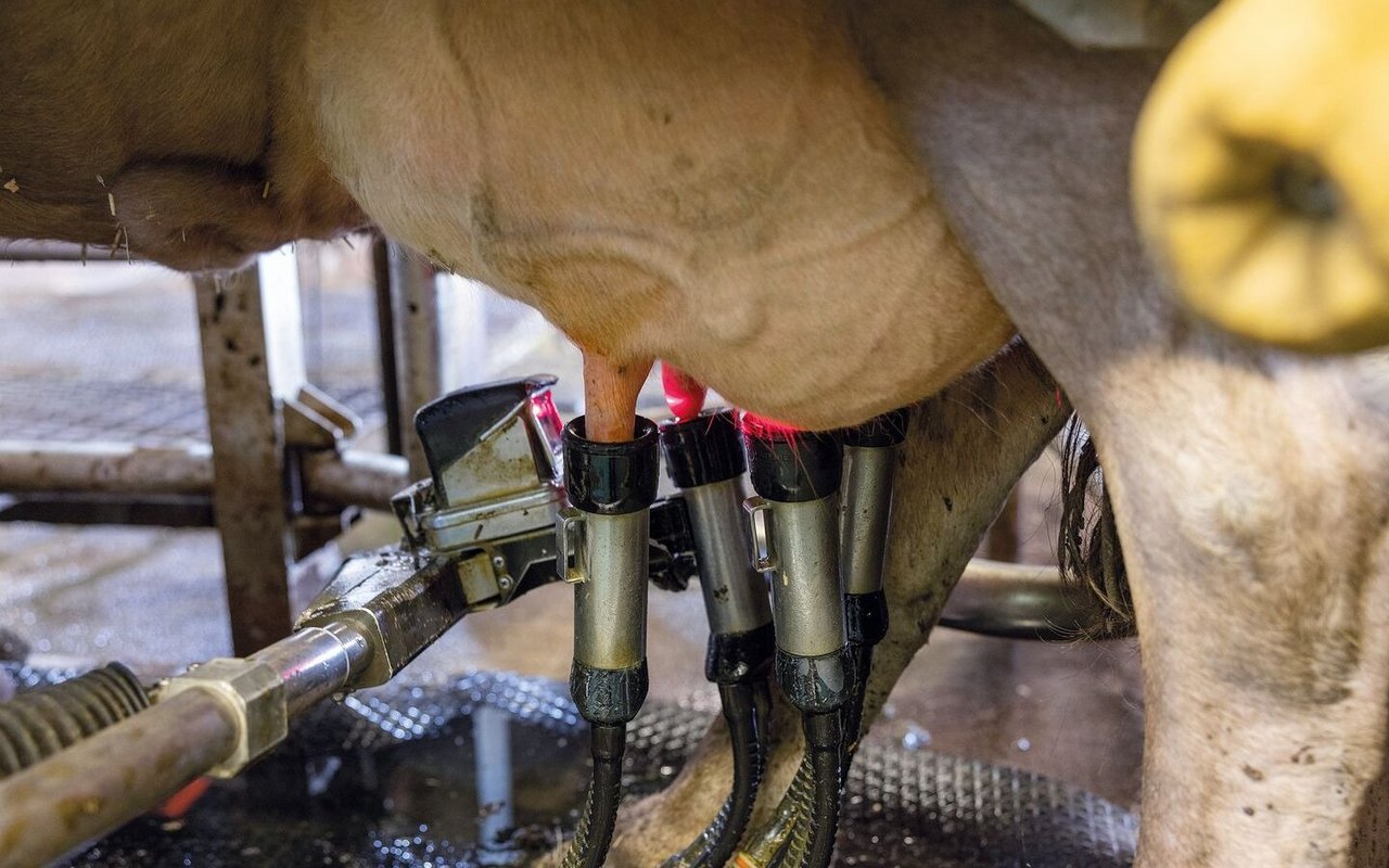 Duperrex’ melken ihre Kühe seit 2008 im Melkroboter. Dieser ist bis heute im Einsatz und hat mittlerweile über 300 000 Kühe gemolken.