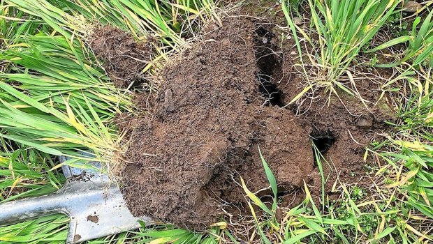 Das Ausbringen von Nährstoffen in der richtigen Form und zum richtigen Zeitpunkt fördert den Humusaufbau und langfristig auch die Bodenfruchtbarkeit.Bild: zVg