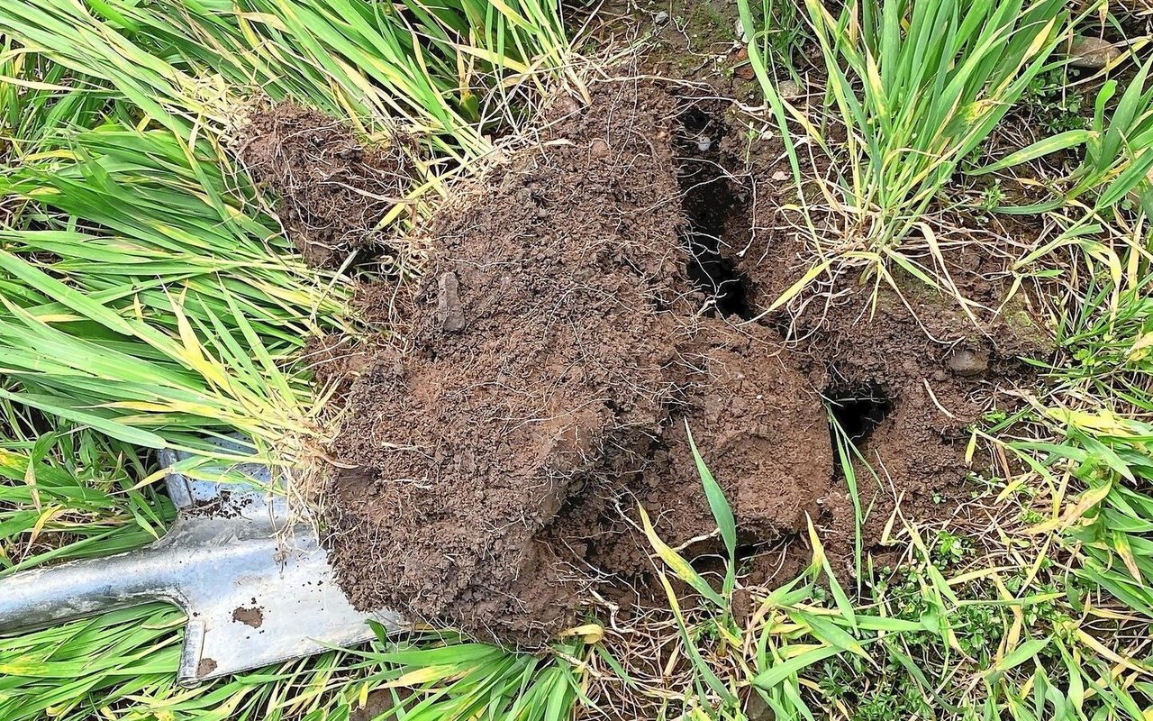 Das Ausbringen von Nährstoffen in der richtigen Form und zum richtigen Zeitpunkt fördert den Humusaufbau und langfristig auch die Bodenfruchtbarkeit.Bild: zVg