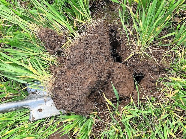 Das Ausbringen von Nährstoffen in der richtigen Form und zum richtigen Zeitpunkt fördert den Humusaufbau und langfristig auch die Bodenfruchtbarkeit.Bild: zVg