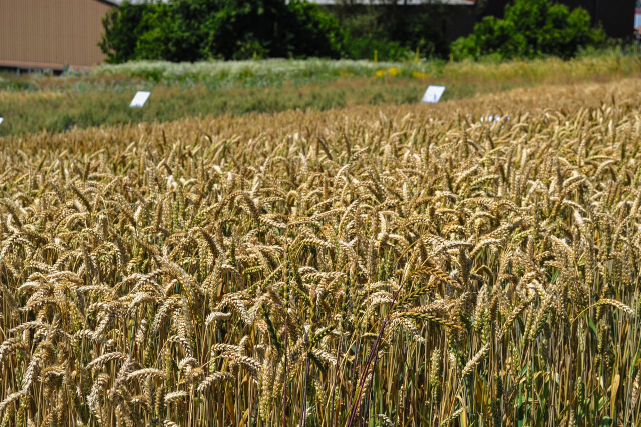 Für eine erfolgreiche Ernte braucht es eine enge Zusammenarbeit zwischen Düngeberatern und Landwirten. Es reicht nicht, sich nur auf Testresultate zu verlassen. Bild: Jasmine Baumann