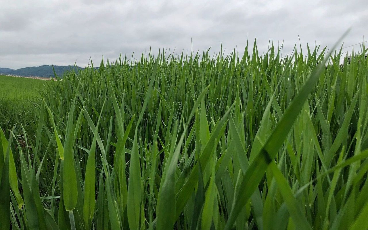 Zwar sind die Septoria-Sporen mittlerweile höchstwahrscheinlich auf die oberen Blätter übertragen worden. Das bedeutet aber noch keine Infektion.  
