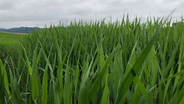 Zwar sind die Septoria-Sporen mittlerweile höchstwahrscheinlich auf die oberen Blätter übertragen worden. Das bedeutet aber noch keine Infektion.  