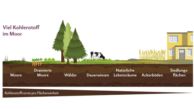 Kohlenstoffspeicher Boden Infografik zeigt die Bodenhorizonte von Mooren über Ackerböden bis hin zum Siedlungsgebiet. Aufgezeigt wird dabei der Kohlenstoffvorrat der jeweiligen Böden.