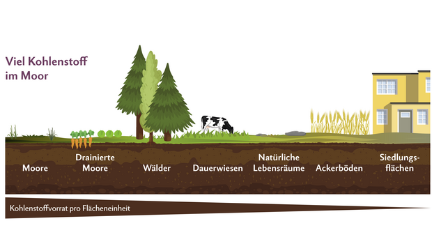 Kohlenstoffspeicher Boden Infografik zeigt die Bodenhorizonte von Mooren über Ackerböden bis hin zum Siedlungsgebiet. Aufgezeigt wird dabei der Kohlenstoffvorrat der jeweiligen Böden.