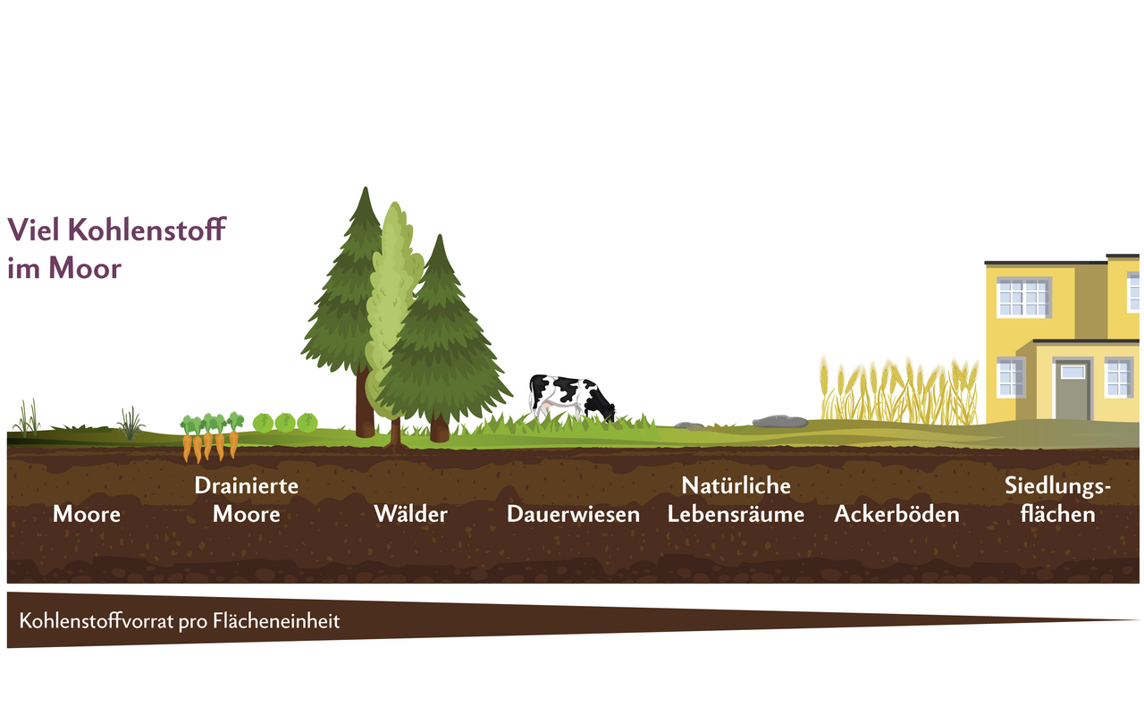 Infografik zeigt die Bodenhorizonte von Mooren über Ackerböden bis hin zum Siedlungsgebiet. Aufgezeigt wird dabei der Kohlenstoffvorrat der jeweiligen Böden.