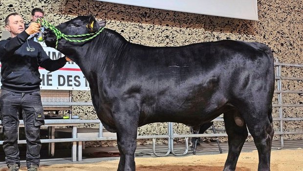 Green Valley Moonwalker von Michael und Rahel Fäh aus Ballens VD holte sich bei den Angus den Champion-Titel.