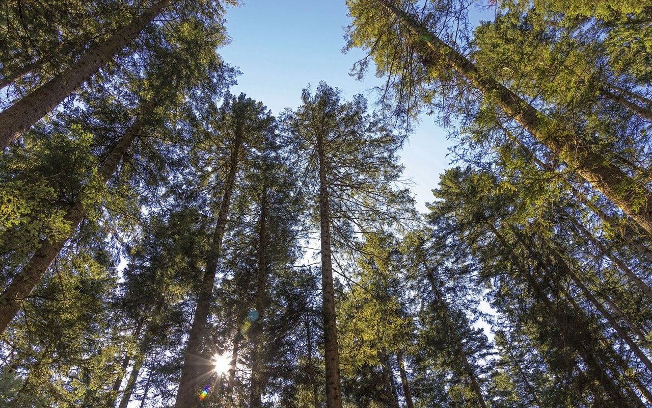 In einem regelmässig gepflegten und genutzten Wald, wachsen die Bäume schöner zum Himmel.