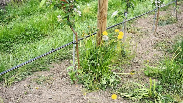 Agroscope führte mit Partnern in einem Interreg-Projekt Versuche für eine nachhaltige, mechanische Baumpflege durch.