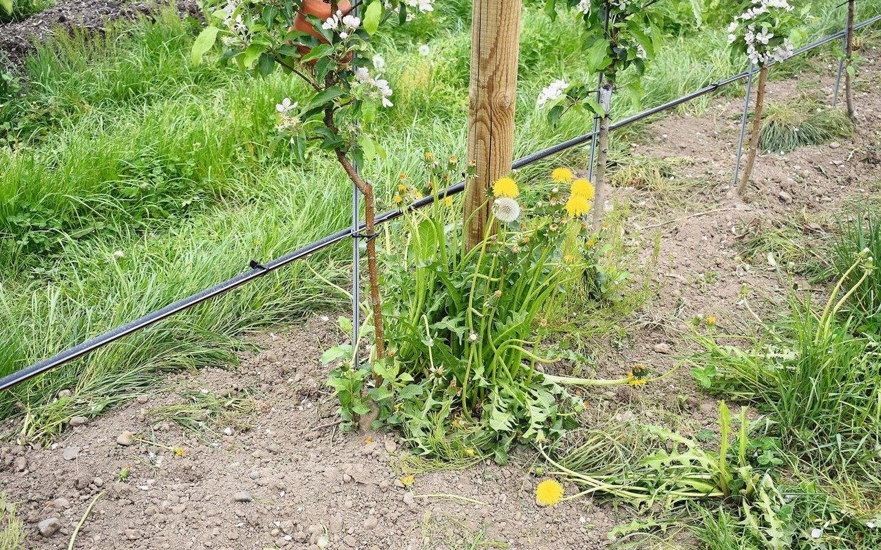 Agroscope führte mit Partnern in einem Interreg-Projekt Versuche für eine nachhaltige, mechanische Baumpflege durch.