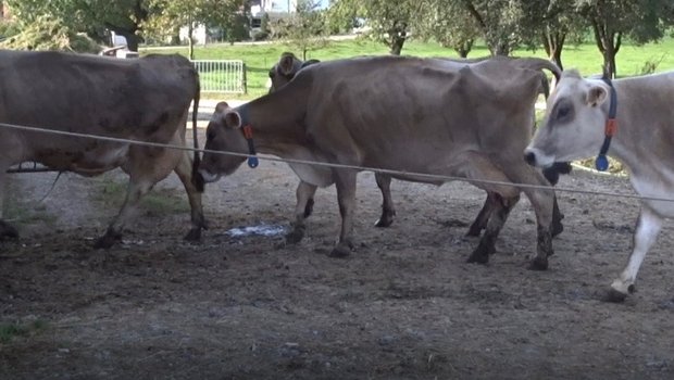 Eine gezielte Lahmheitsbeobachtung ist wichtig. Hier sind zwei nicht lahme Kühe (gerade Rückenlinie im Gehen) sowie in der Mitte eine lahme Kuh mit gekrümmtem Rücken und tief gehaltenem Kopf zu beobachten. Bild: Iwan Locher