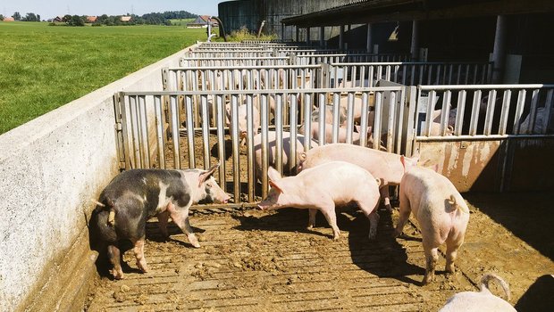Frühlingstage sind für die Schweinegesundheit nicht zu unterschätzen: Sonnenbrände im Auslauf und tiefe Temperaturen im Stall begünstigen Krankheiten.(Archivbild BauZ)