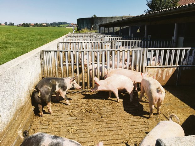 Frühlingstage sind für die Schweinegesundheit nicht zu unterschätzen: Sonnenbrände im Auslauf und tiefe Temperaturen im Stall begünstigen Krankheiten.(Archivbild BauZ)