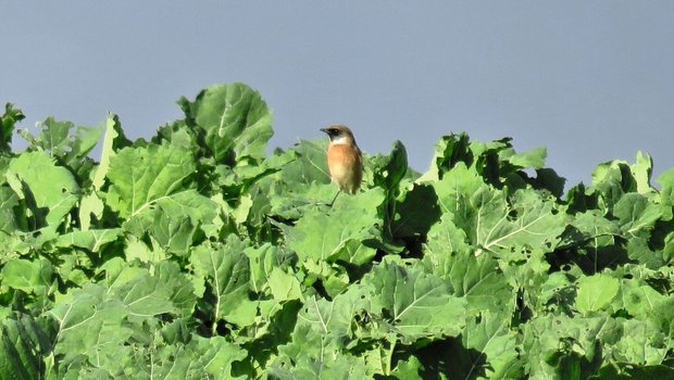 Schwarzkehlchen, Braunkehlchen, Wiesenpieper und Rohrammern fressen Erdflöhe und Rübsenblattwespen-Larven in Rapsfeldern.