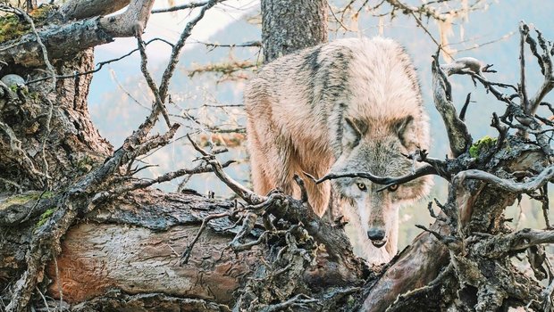 In mehreren Kantonen sorgt der Wolf für Nachrichten. Gesuche zur Regulierung wurden beim Bund eingereicht.